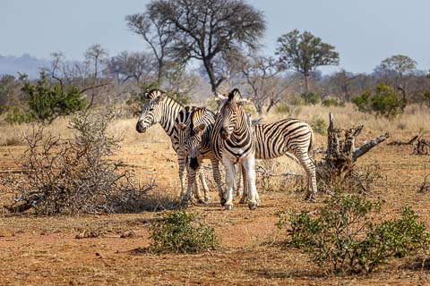 Kruger National Park