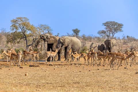 Kruger National Park